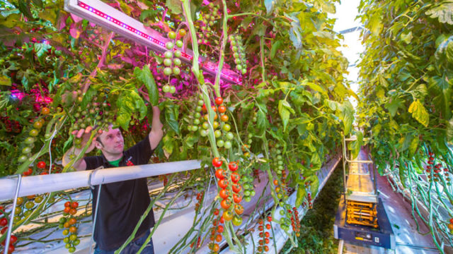 El mayor proyecto de horticultura con tecnología LED está en Rusia